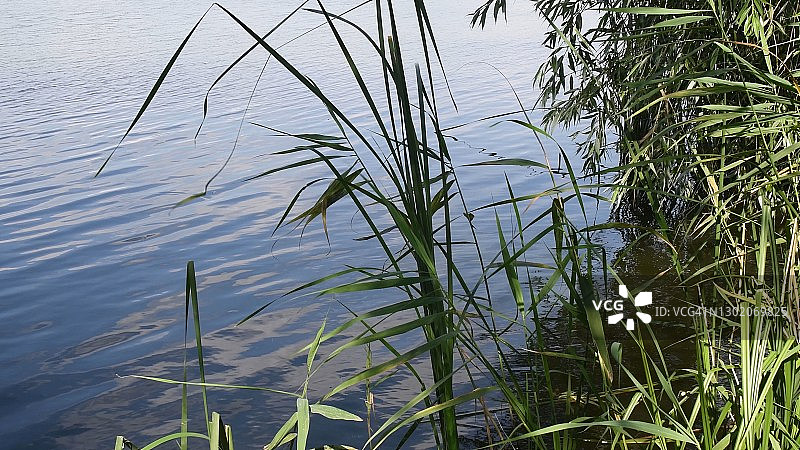 苔草的绿叶和茎在水面上泛起涟漪，在风中摇曳图片素材