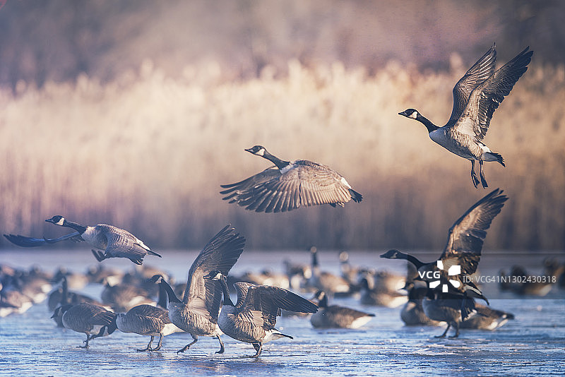 在宾夕法尼亚州的清晨，一群鹅在结冰的池塘上图片素材