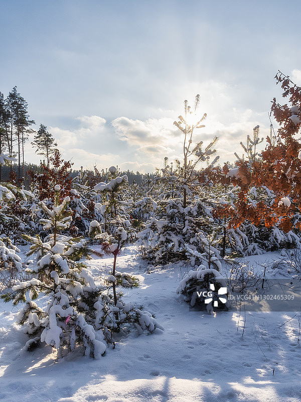 冬天的景观，雪覆盖松树在背光图片素材