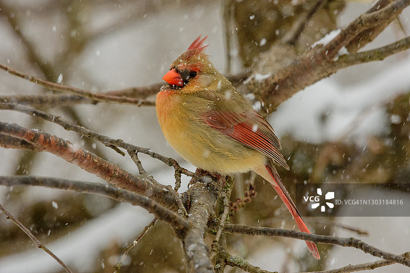 雌性北方红衣主教栖息在降雪图片素材