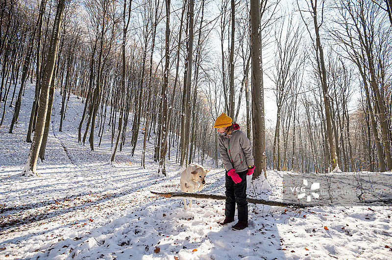 冬天，女孩和拉布拉多在森林里玩耍图片素材