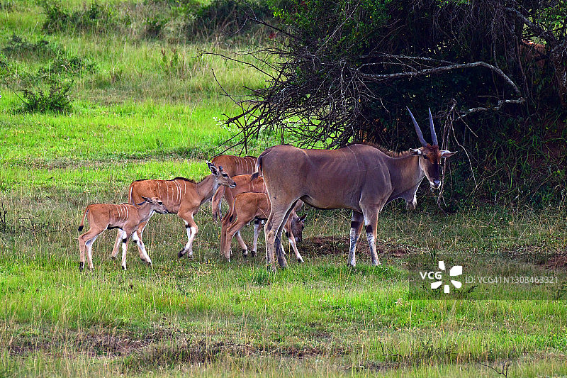 大羚羊(牛角羚)，也被称为大草原的南部大羚羊或大羚羊图片素材