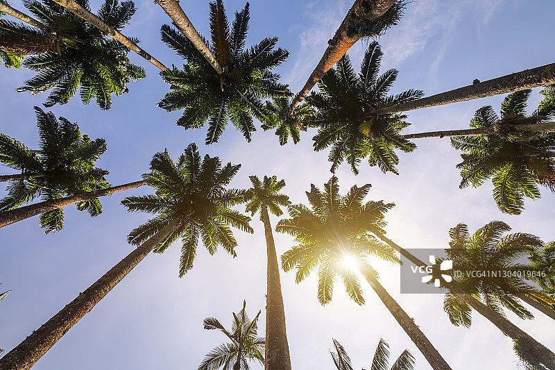 沙滩上的椰子树。热带度假胜地图片素材
