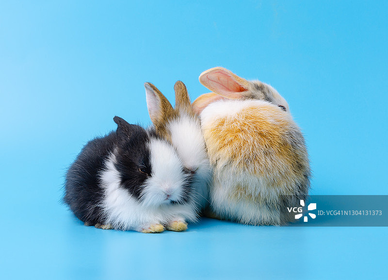 三只可爱的小兔子坐在蓝色的背景上图片素材
