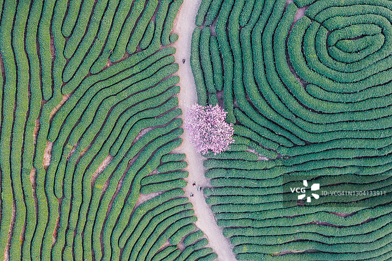 鸟瞰中国传统茶园，傍晚茶山上盛开的樱桃树，中国福建龙岩永福樱花园图片素材
