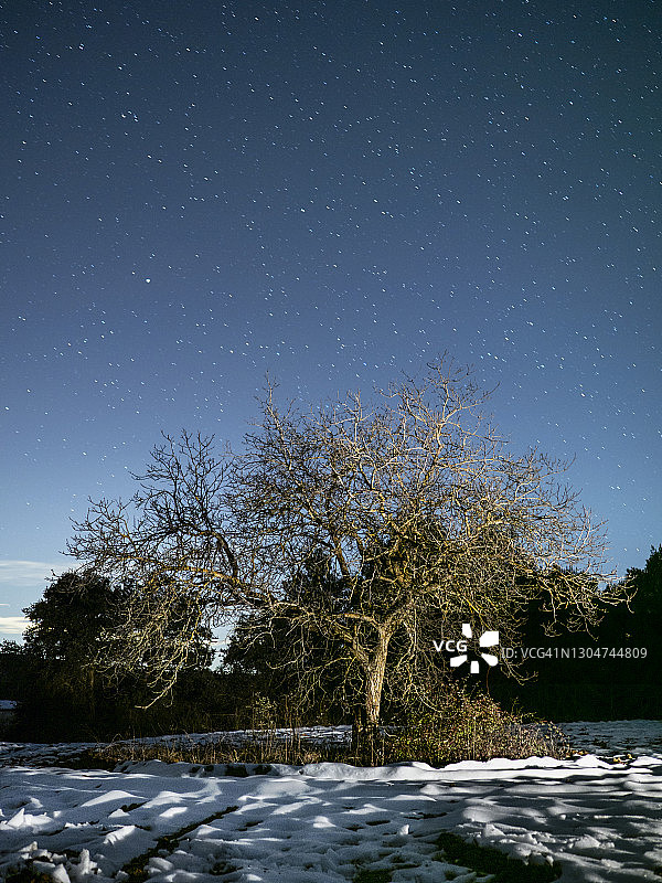 田野景观与一棵孤独的树(核桃树)一个夜晚的晴朗的天空与星星。图片素材