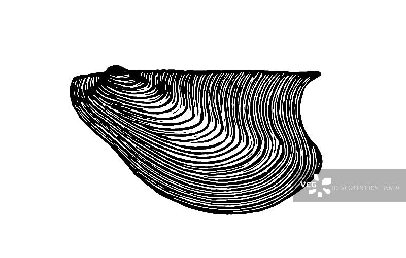 格维利亚·塞拉托法加贝类化石图片素材