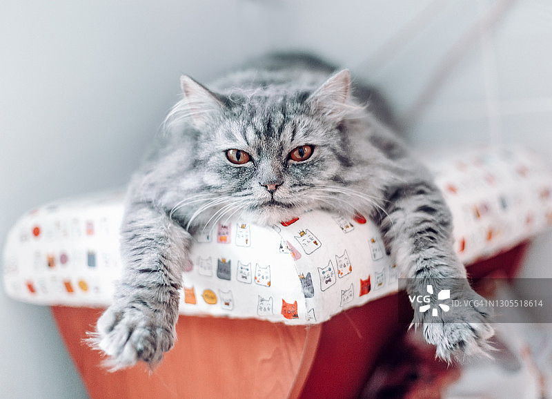 灰色条纹猫正在猫图案地毯上睡觉图片素材