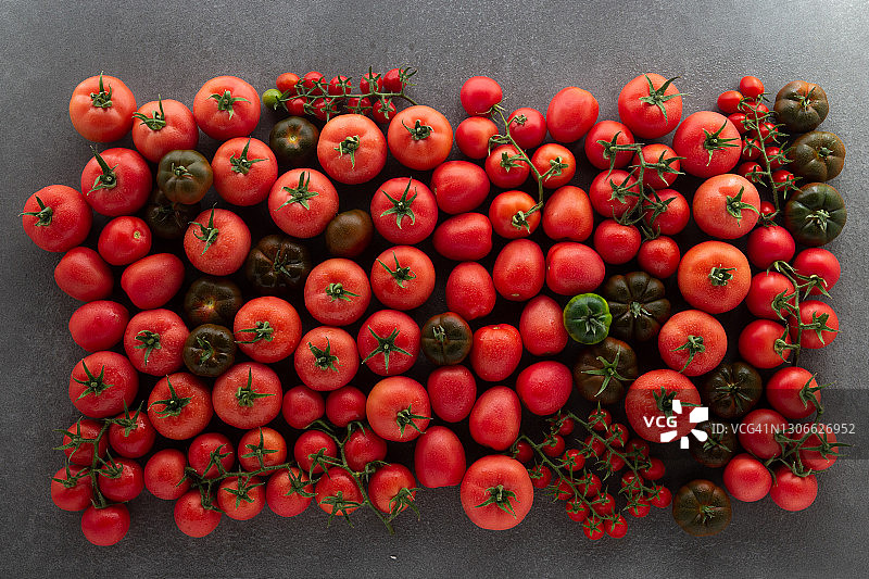 天顶番茄品种组成图片素材