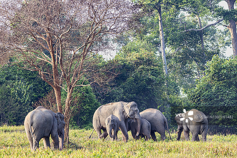 泰国Khao Yai国家公园的大象家族图片素材