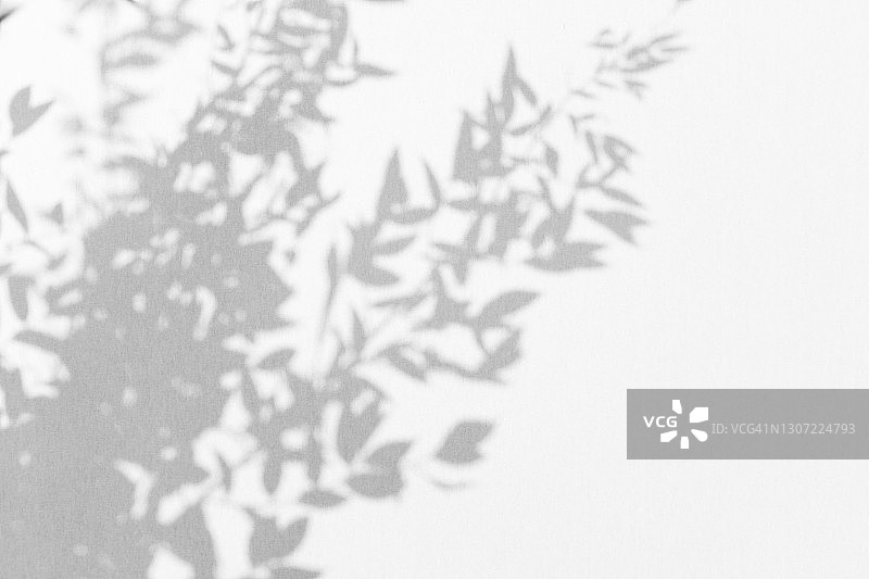 抽象的终极灰色阴影，从热带植物的叶子上的竹子在白色的背景。黑色和白色的影子孤立为您的设计和艺术。2021年流行的单色。平铺风格与复制空间图片素材