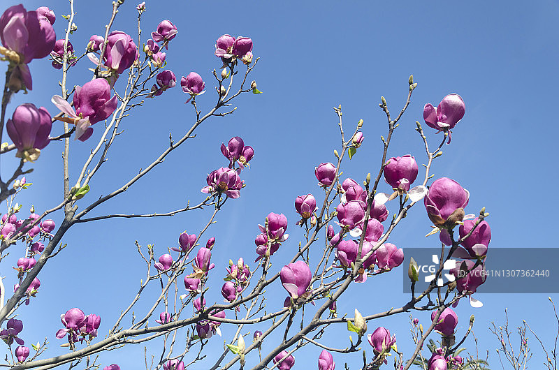 美丽的紫玉兰花在春天的木兰树上图片素材
