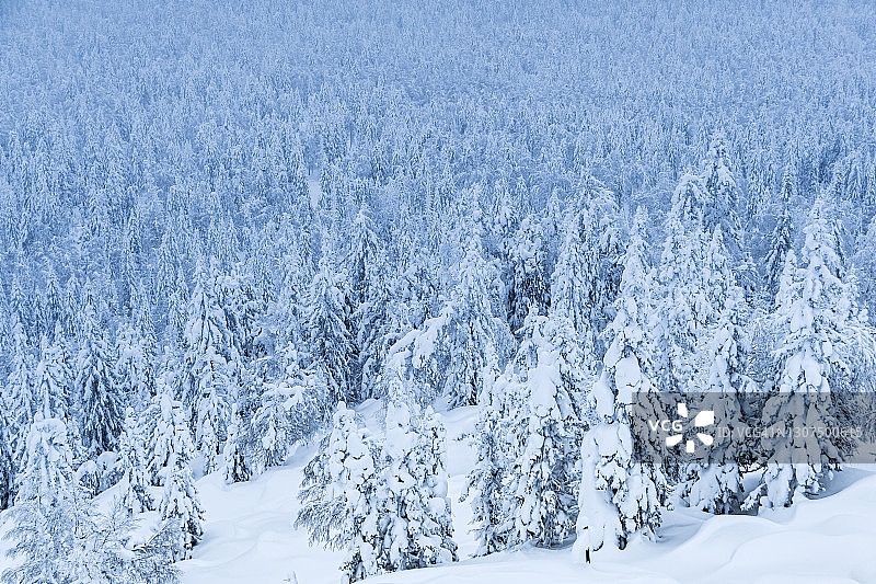 森林茂密的雪。冬季，山坡上覆盖着冰冻的冷杉树图片素材