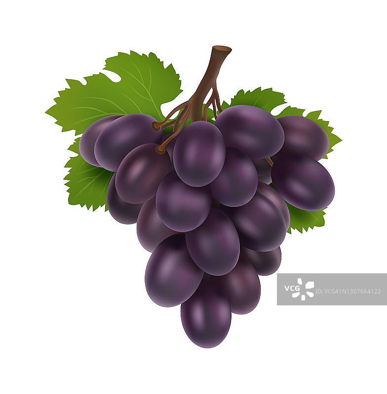黑葡萄。3d葡萄串，逼真的水果与树叶。酒庄隔离生、鲜、多汁的天然食品载体元素图片素材