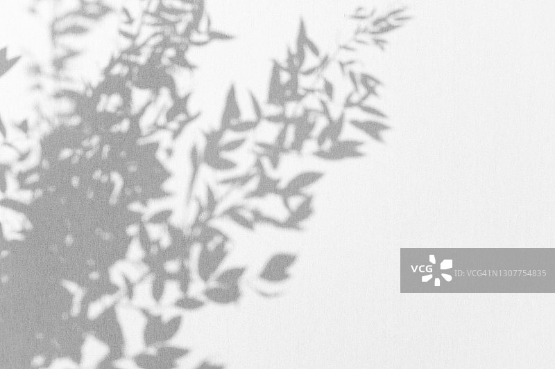 抽象的终极灰色阴影，从热带植物的叶子上的竹子在白色的背景。黑色和白色的影子孤立为您的设计和艺术。2021年流行的单色。平铺风格与复制空间图片素材