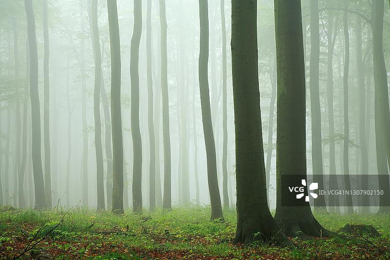 德国萨克森-安哈尔特威普普拉附近的哈尔茨前岸，山毛榉林，浓雾和细雨初秋图片素材