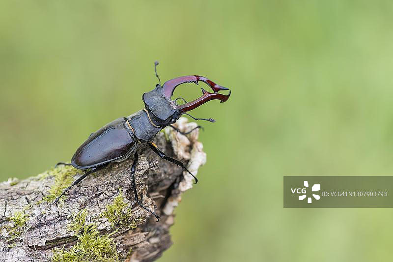 雄鹿甲虫(鹿)，雄，下萨克森州，德国图片素材