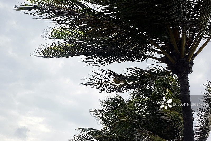 热带风暴和棕榈树的叶子图片素材