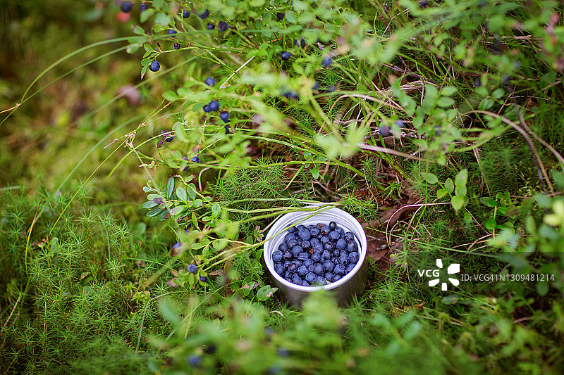 一个白色的杯子，里面装满了森林背景下采摘的蓝莓。- - -库存图片图片素材