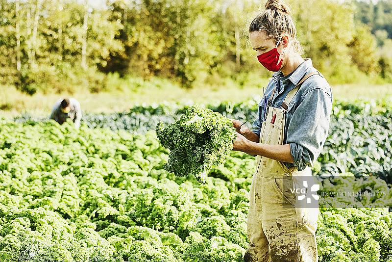 一个农民戴着保护面罩在农场里新鲜收获的有机羽衣甘蓝在秋天的早晨的广角镜头图片素材