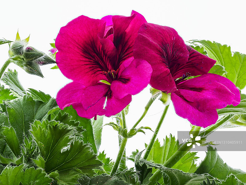 特写的紫色天竺葵花在花盆上的白色背景裁剪。图片素材