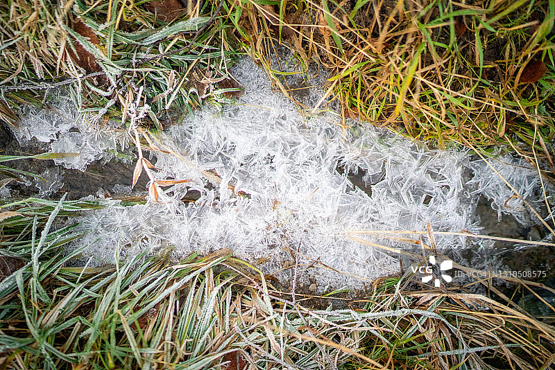 茂盛的草丛间有冰晶图片素材