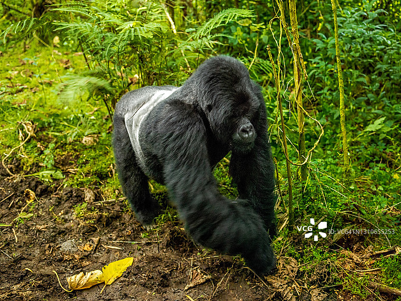 卢旺达火山国家公园的银背山地大猩猩(白令盖大猩猩)图片素材