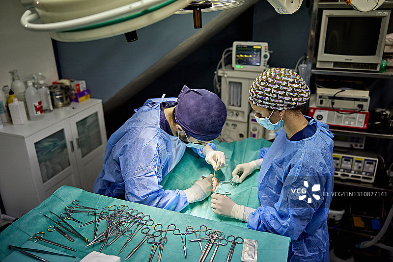 兽医手术组正在进行手术图片素材