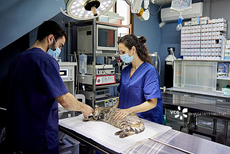 兽医和技师在手术前照顾猫图片素材