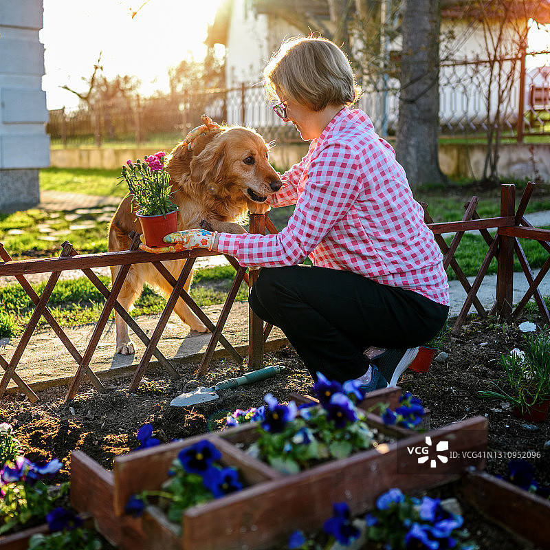 园丁和她的狗照顾她的植物在花园里图片素材