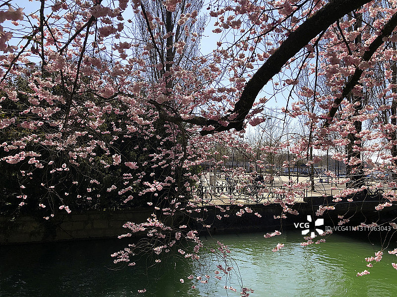 樱花树枝和樱花图片素材