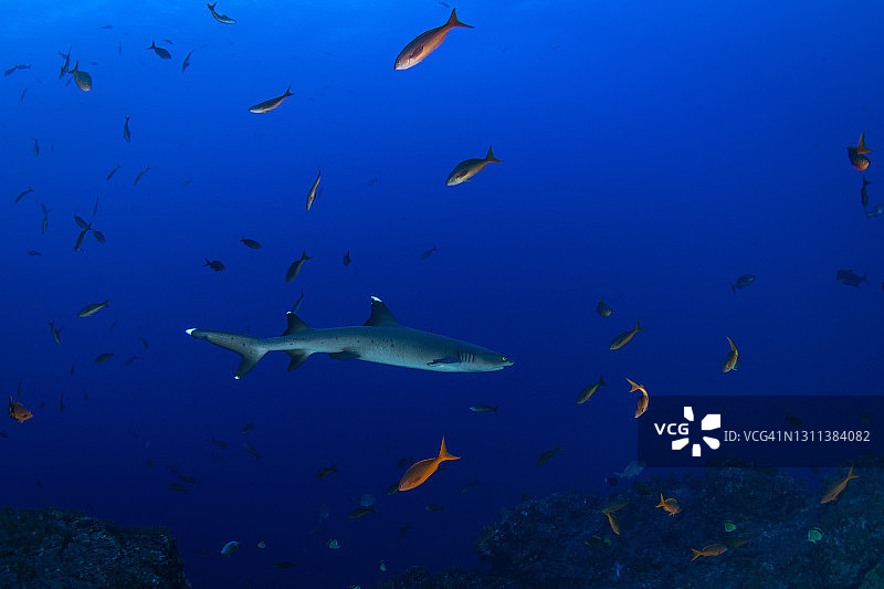 墨西哥索科罗水下的白尖礁鲨图片素材
