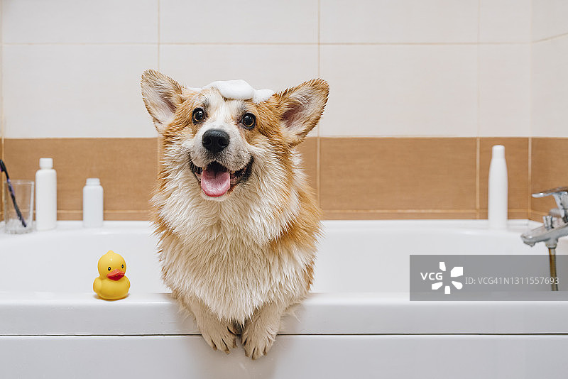 柯基狗站在浴缸里的肖像图片素材