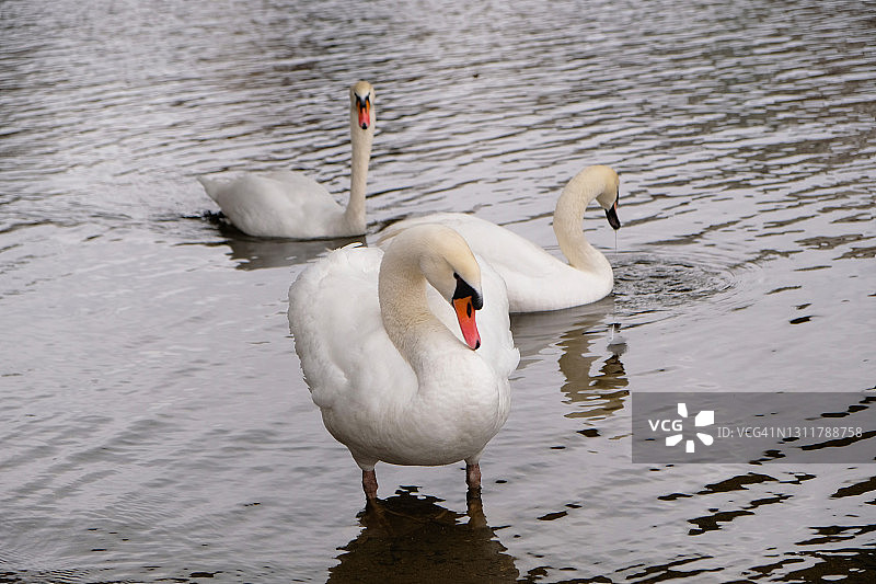 一只橙色喙的白天鹅站在池塘边。两只白天鹅在湖里游泳。神奇的风景与野生鸟类(天鹅色)。副本的空间。图片素材