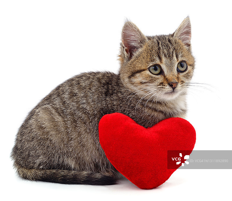 棕色的小猫和红色的心。图片素材