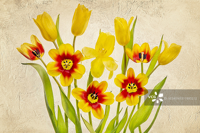 美丽的，春天的红色和黄色的郁金香，郁金香的花在纹理的背景图片素材