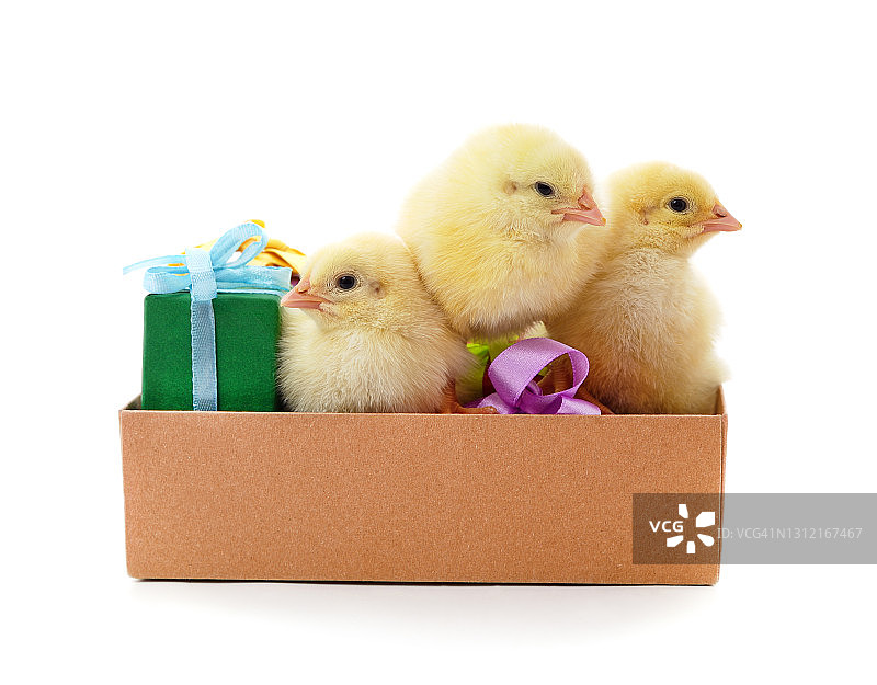 装有礼物的盒子里的黄色小鸡。图片素材