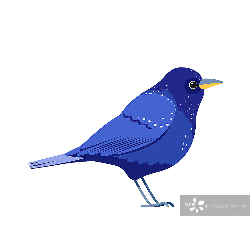 蓝鸟或紫画眉，侧面轮廓。卡通，平面风格矢量插图孤立在白色背景图片素材
