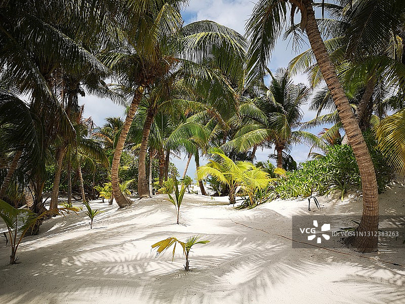 墨西哥尤卡坦半岛的热带海滩图片素材