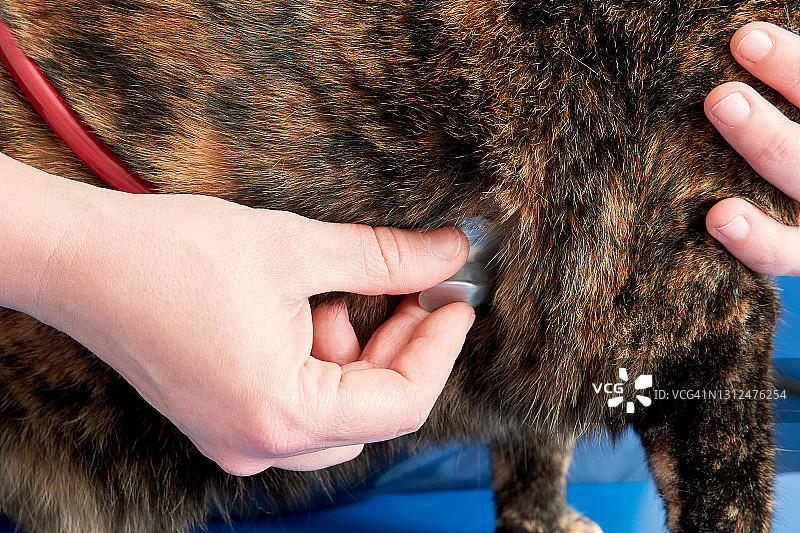 兽医用听诊器听猫的心脏图片素材