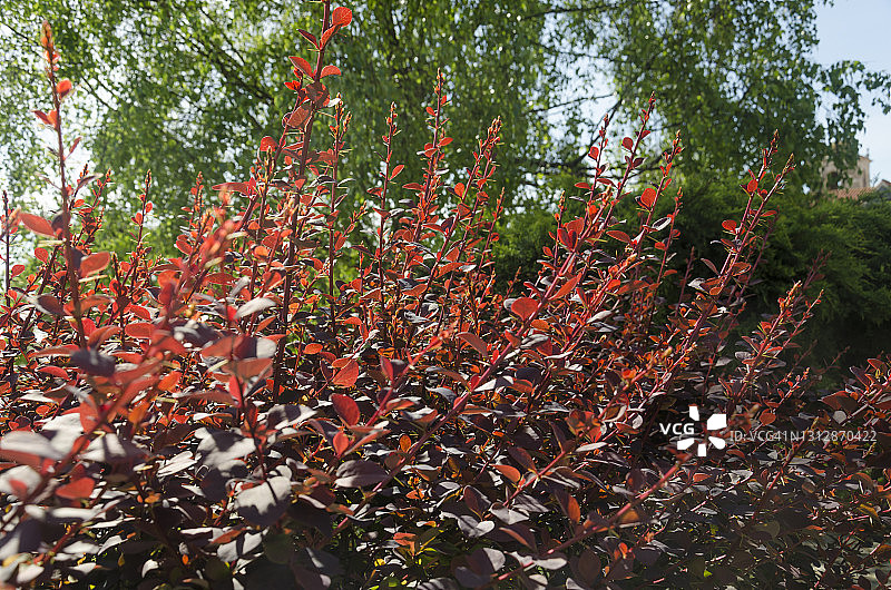 日本杂色小檗“蔷薇”图片素材