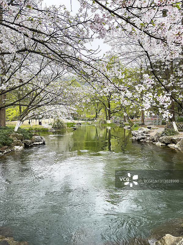 中国杭州的一个公园里，樱花盛开图片素材