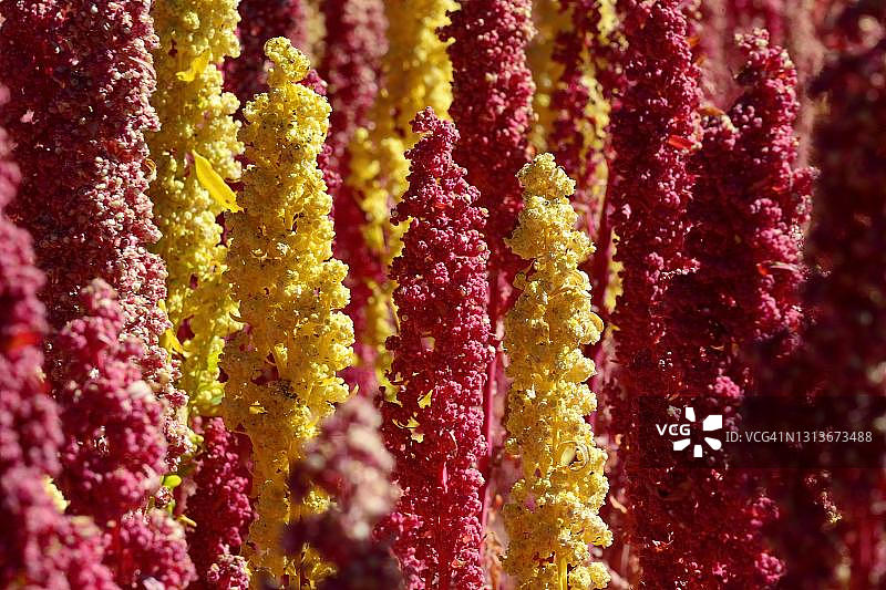 成熟藜麦的圆锥花序(藜麦藜)，安达瓦拉斯省，秘鲁图片素材