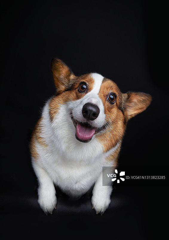 威尔士柯基犬，摄影图片素材
