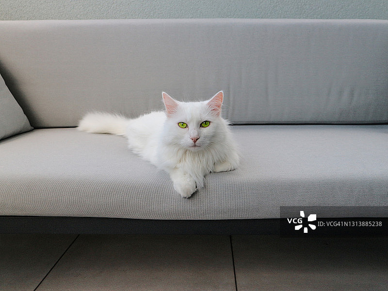 沙发上的白猫图片素材