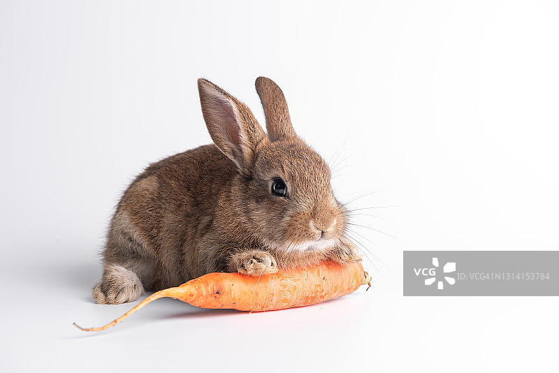 滑稽的小兔子拿着胡萝卜，兔子吃着胡萝卜图片素材
