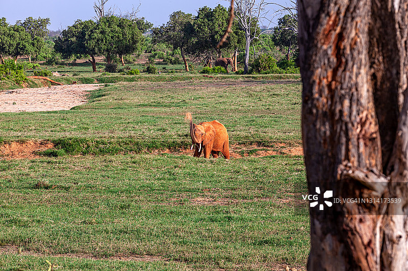 非洲红象在察沃东部吃草，秃树图片素材