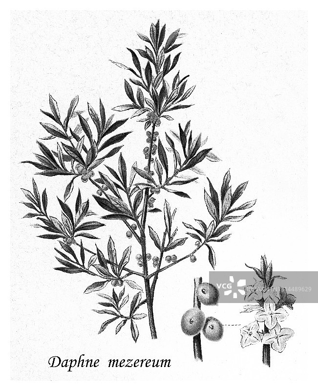 古老雕刻插图的达芙妮mezereum, mezereon，二月达芙妮，大戟月桂或大戟橄榄-有毒植物图片素材