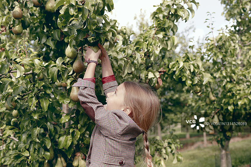 好奇的女孩在有机花园的树上采摘梨果实图片素材
