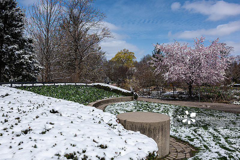 春天，加拿大多伦多市爱德华兹花园的樱花与雪盛开图片素材